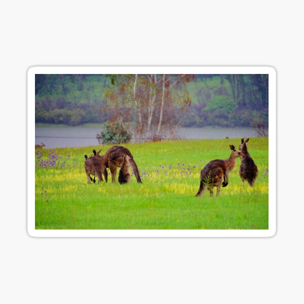 "Talbingo Roos " Sticker for Sale by DGaP Redbubble