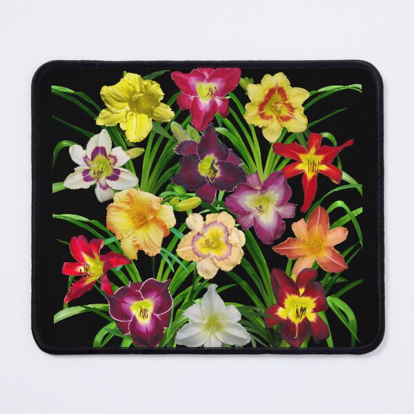 Item preview, Display of Daylilies I - on black designed and sold by rvjames.