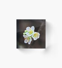 Painted Blossoms Acrylic Block