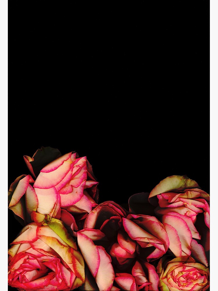 Thumbnail 3 of 3, Sticker, Rose Cascade 1 Dark Floral designed and sold by LindasPhotoArt.