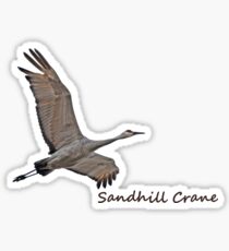 Sandhill Crane Sticker