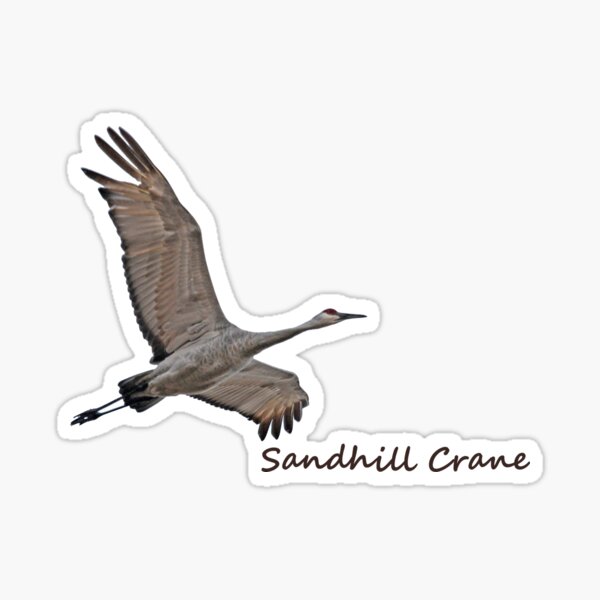 Item preview, Sandhill Crane designed and sold by Whisperingpeaks.
