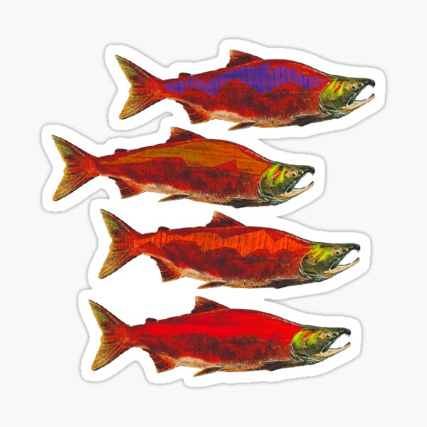 Salmon School Sticker