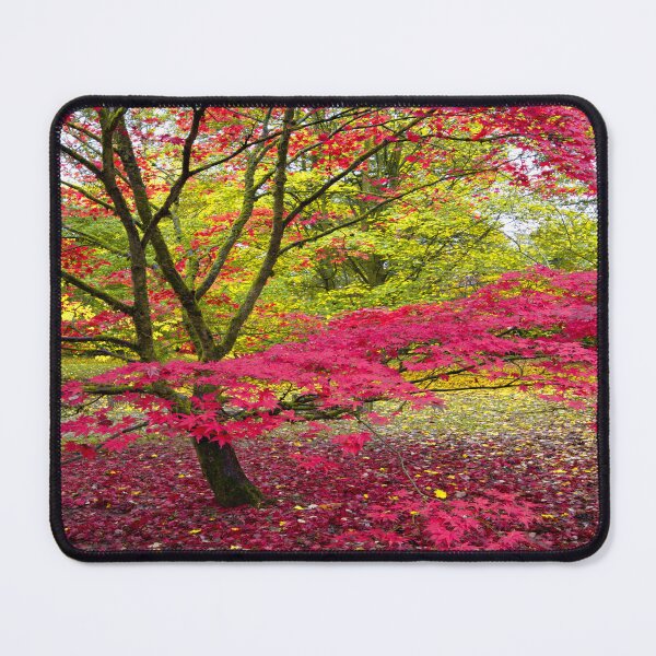 Item preview, Japanese maple (Acer palmatum)  designed and sold by Andy Harker.