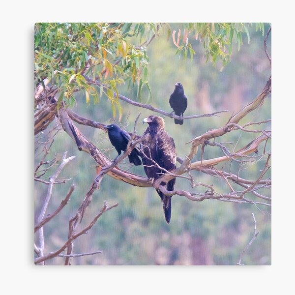 RAPTOR ~ Wedge-tailed Eagle STXJQ4QS and Forest Raven by David Irwin ~ WO Metal Print