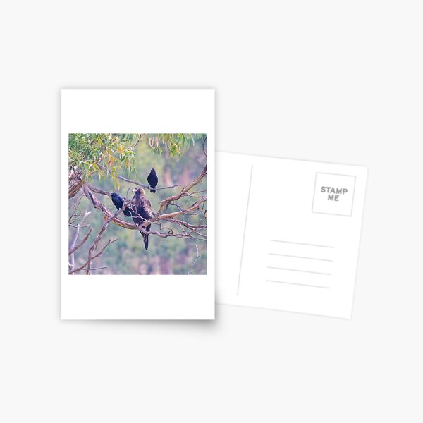 RAPTOR ~ Wedge-tailed Eagle STXJQ4QS and Forest Raven by David Irwin ~ WO Postcard