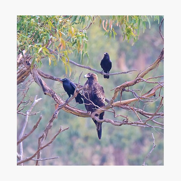 RAPTOR ~ Wedge-tailed Eagle STXJQ4QS and Forest Raven by David Irwin ~ WO Photographic Print