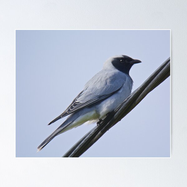 CUCKOOSHRIKE ~ Black-faced Cuckooshrike 55ZUDE2Y by David Irwin Poster