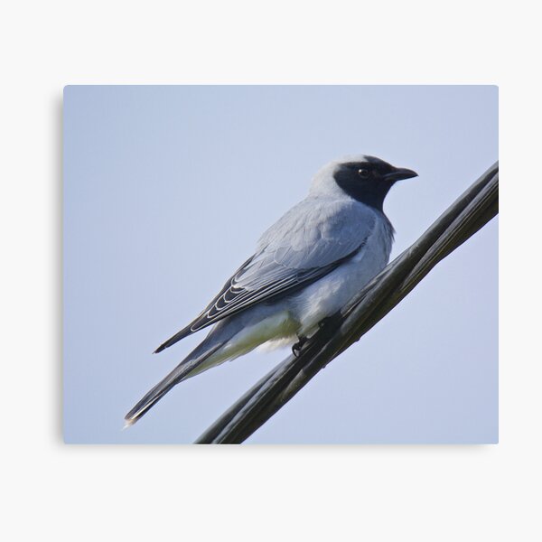 CUCKOOSHRIKE ~ Black-faced Cuckooshrike 55ZUDE2Y by David Irwin Canvas Print