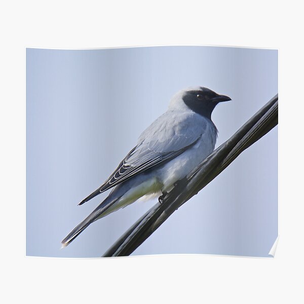 CUCKOOSHRIKE ~ Black-faced Cuckooshrike 55ZUDE2Y by David Irwin Poster