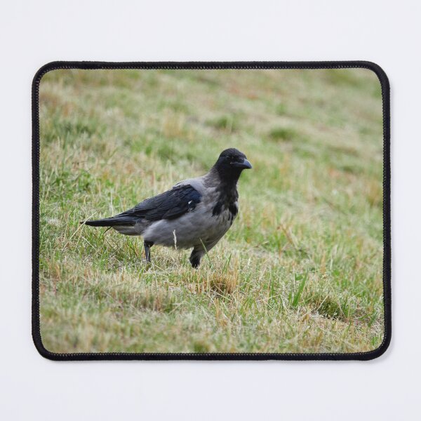 Item preview, Hooded crow watching designed and sold by Jouko Lehto Photography.