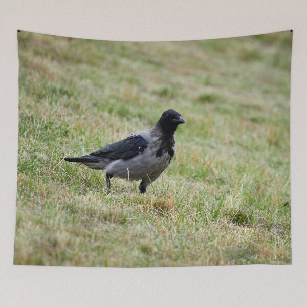 Item preview, Hooded crow watching designed and sold by Jouko Lehto Photography.