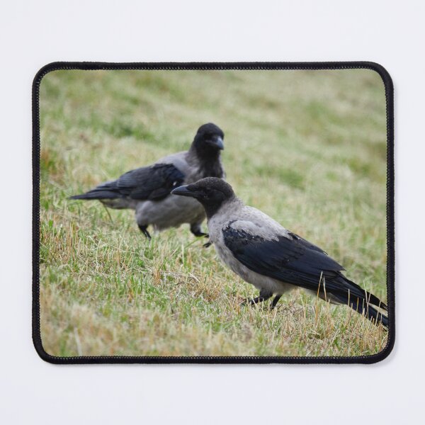 Item preview, Make it two. Hooded crow designed and sold by Jouko Lehto Photography.