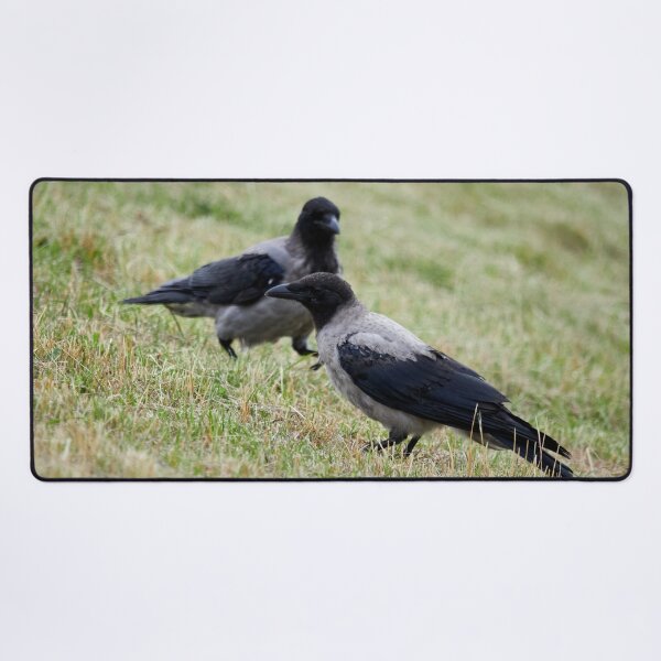 Item preview, Make it two. Hooded crow designed and sold by Jouko Lehto Photography.