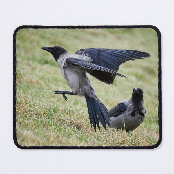 Item preview, Jump and go.Hooded crow designed and sold by Jouko Lehto Photography.