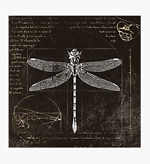 Anisoptera Photographic Print