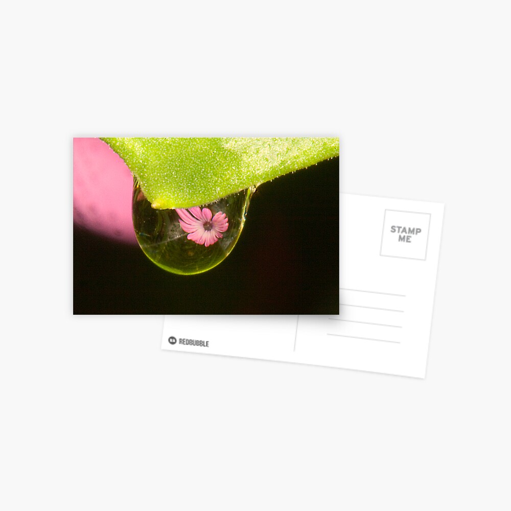 Water Drop Reflection Postcard