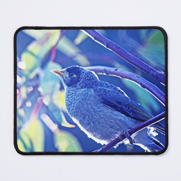 Item preview, A Beautiful Blend with a Noisy Miner designed and sold by imaginethis.