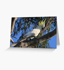 Sulphur Crested Cockatoo Greeting Card