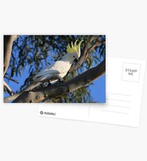 Sulphur Crested Cockatoo Postcards
