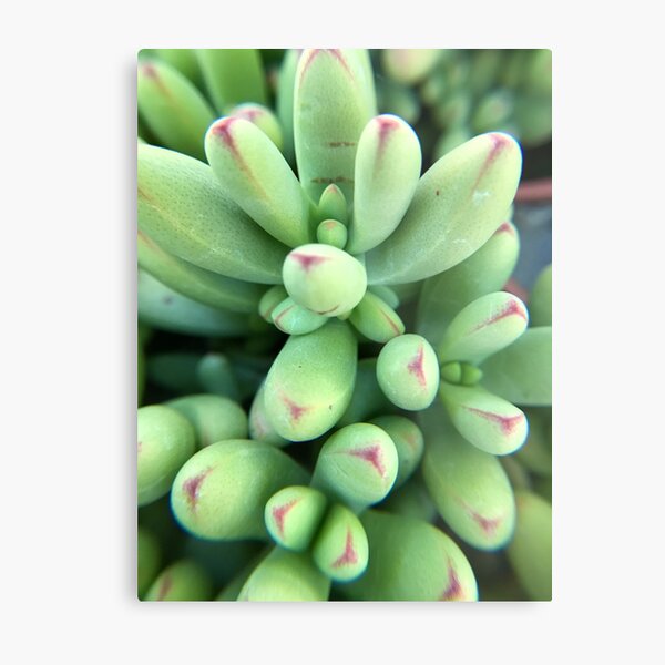 Item preview, Succulent Crassula Herrei Macro Shot designed and sold by ScornedTorrent.