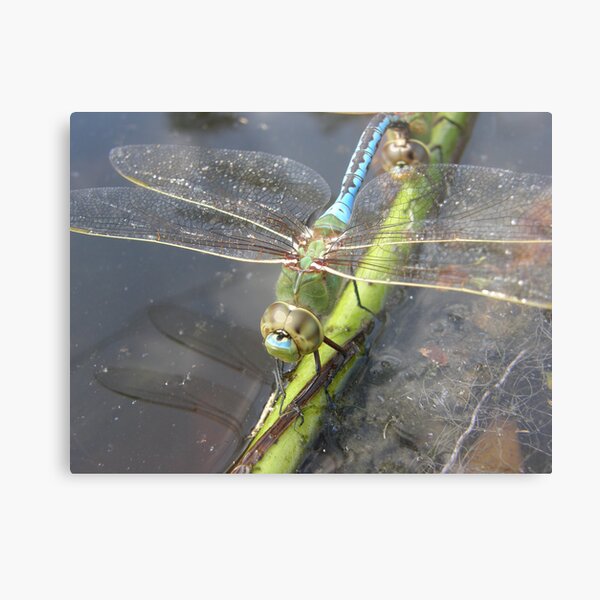 Pond Dragons Metal Print