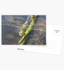 Pond Dragons Postcards