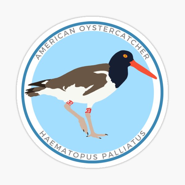Item preview, American Oystercatcher designed and sold by Emily Lauryn.