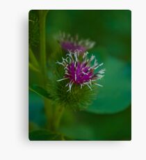 Red on Green Canvas Print