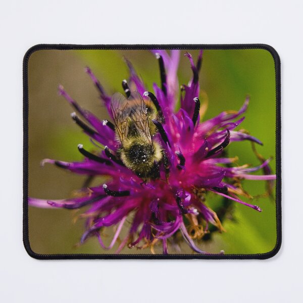 Item preview, Wild purple flower with a bee in the middle - WelshDesigns designed and sold by welshdesigns.