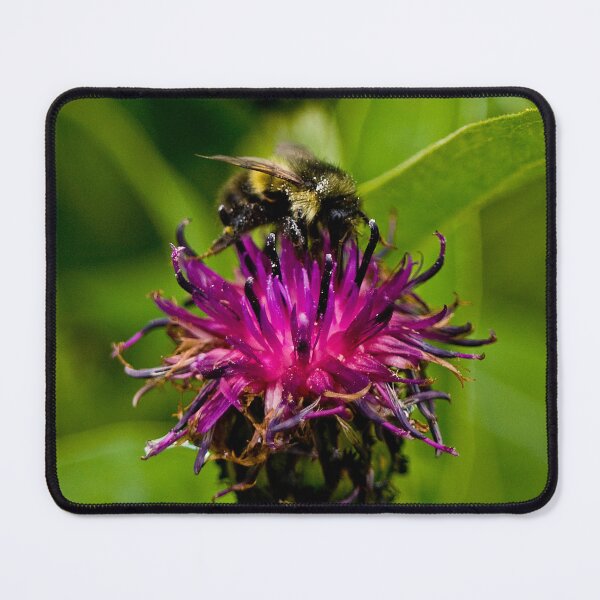 Item preview, Wild purple flower with a bee in the middle - WelshDesigns designed and sold by welshdesigns.