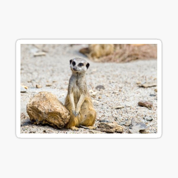 Suricate Gifts Merchandise Redbubble