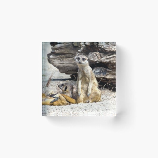 Item preview, Meerkat Sitting on Guard designed and sold by Lee Walker.