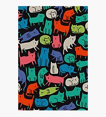 Cool Cats Photographic Print