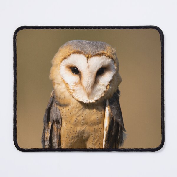 Item preview, The patient barn owl designed and sold by PaulMac900.