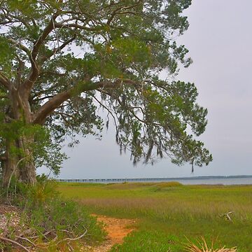 Artwork thumbnail, Lowcountry Landscape by LisaWootenPhoto