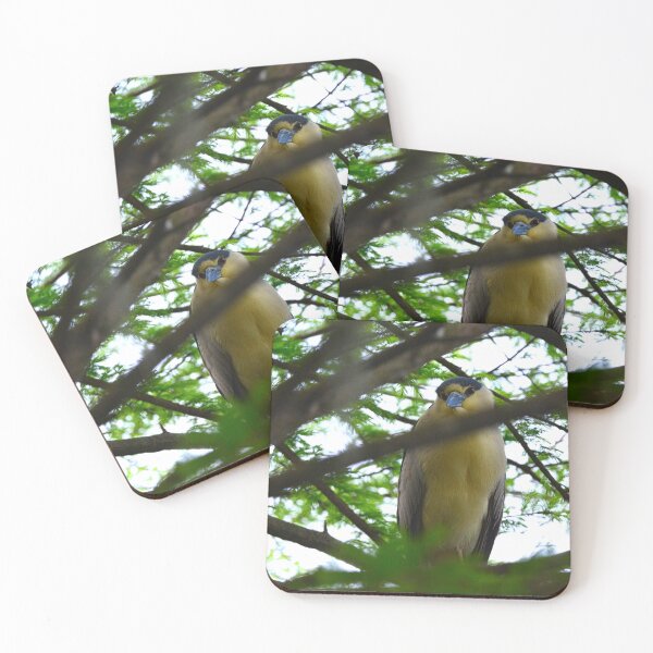 Item preview, Black Crowned Night Heron designed and sold by LisaWootenPhoto.