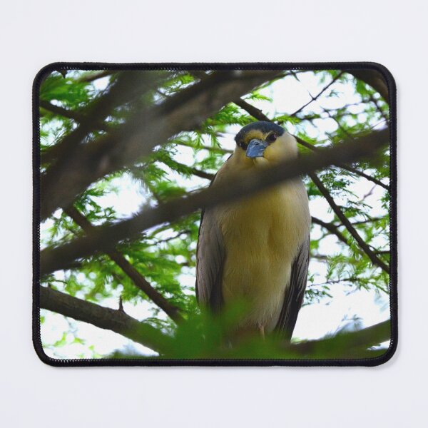Item preview, Black Crowned Night Heron designed and sold by LisaWootenPhoto.