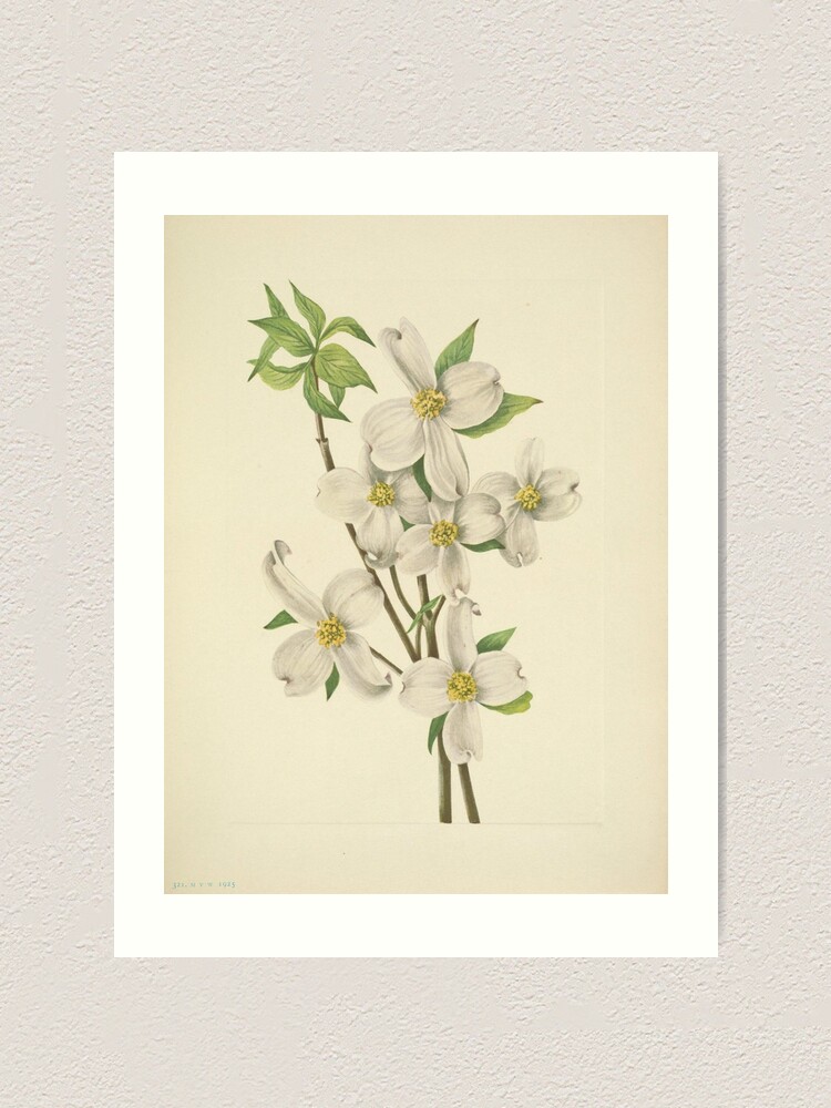 Vintage Botanical Flower Art - Flowering Dogwood - Cornus florida