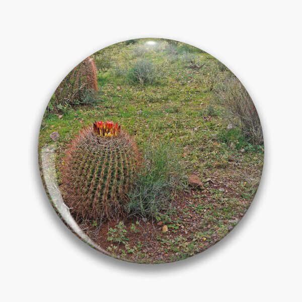 Item preview, Barrel Cacti with Organ Mountains Backdrop designed and sold by William E Lopez.
