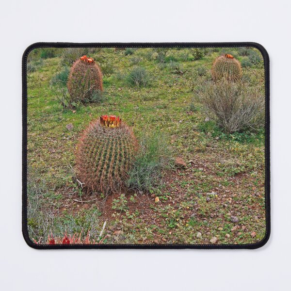 Item preview, Barrel Cacti with Organ Mountains Backdrop designed and sold by William E Lopez.