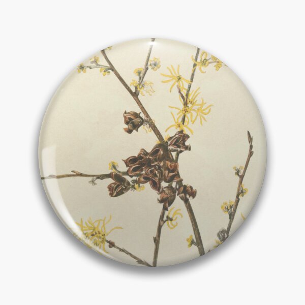Item preview, Vintage Botanical Flower Art - Witch-Hazel - Hamamelis virginiana designed and sold by AlleghenyDesign.