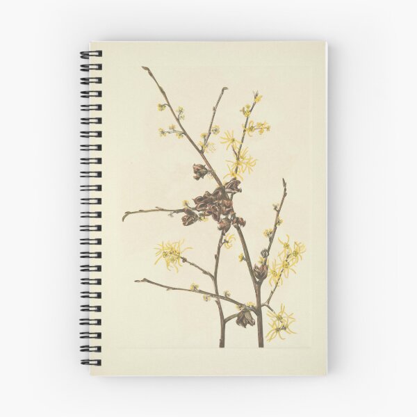 Item preview, Vintage Botanical Flower Art - Witch-Hazel - Hamamelis virginiana designed and sold by AlleghenyDesign.