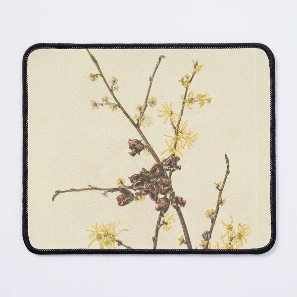 Item preview, Vintage Botanical Flower Art - Witch-Hazel - Hamamelis virginiana designed and sold by AlleghenyDesign.