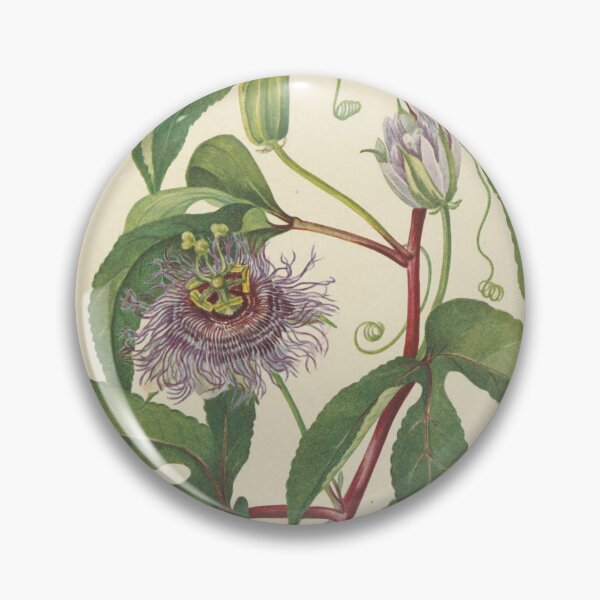 Item preview, Vintage Botanical Flower Art - Passion-Flower - Passiflora incarnata designed and sold by AlleghenyDesign.
