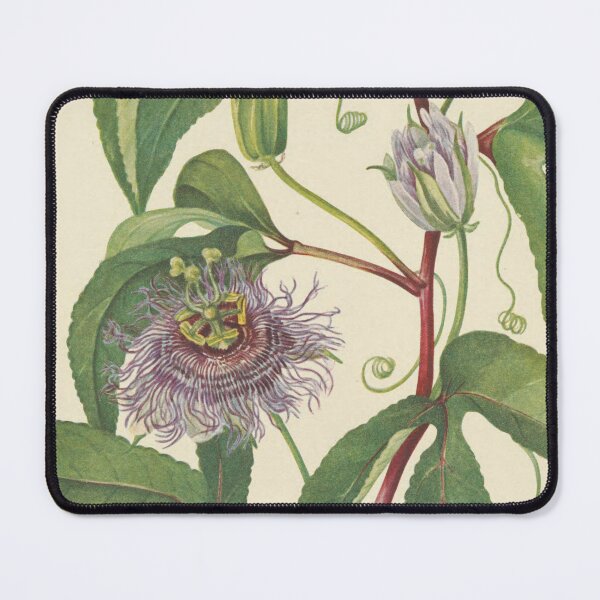 Item preview, Vintage Botanical Flower Art - Passion-Flower - Passiflora incarnata designed and sold by AlleghenyDesign.