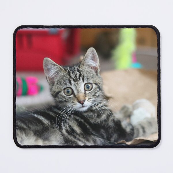 Item preview, Playful kitten designed and sold by GreyFeatherPhot.