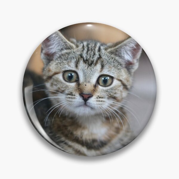 Item preview, Wary kitten designed and sold by GreyFeatherPhot.