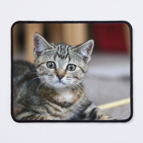 Item preview, Wary kitten designed and sold by GreyFeatherPhot.