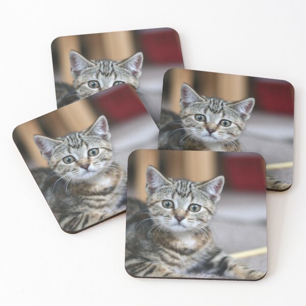 Item preview, Wary kitten designed and sold by GreyFeatherPhot.